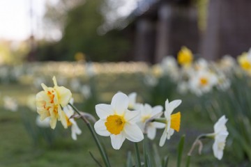 Frühlingserwachen