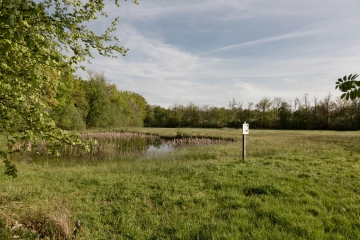 Tümpel am Korenburgerveen