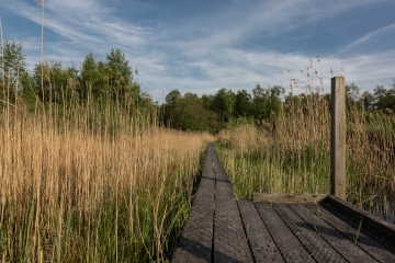 Pfad durchs Korenburger Veen