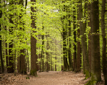 Die Natur erwacht II