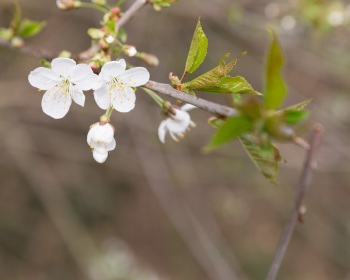 Thorsten-Lasrich-ghe-essen-gruene-hauptstadt-europa-2017-1