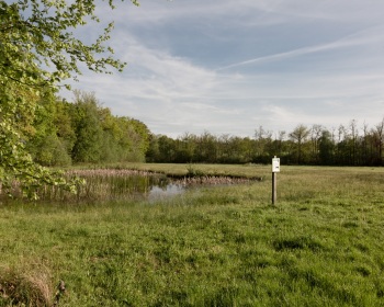 Tümpel am Korenburgerveen