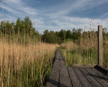 Pfad durchs Korenburger Veen